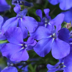 'Sherbet Lemon' Hanging Basket Plug Plants 9 'Sherbet Lemon' Hanging Basket Plug Plants -You Garden 400762 3