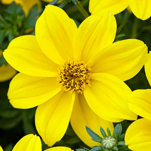 'Sherbet Lemon' Hanging Basket Plug Plants 5 'Sherbet Lemon' Hanging Basket Plug Plants - Image 5