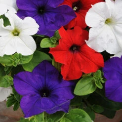 'Patriotic Petunia' Hanging Basket Plug Plants -You Garden 400763 2