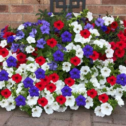 'Patriotic Petunia' Hanging Basket Plug Plants -You Garden 400763 3