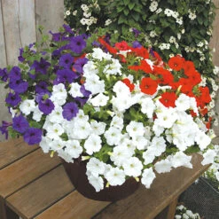 'Patriotic Petunia' Hanging Basket Plug Plants -You Garden 400763 4
