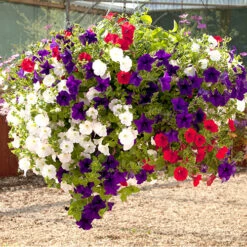 'Patriotic Petunia' Hanging Basket Plug Plants -You Garden 400763 5