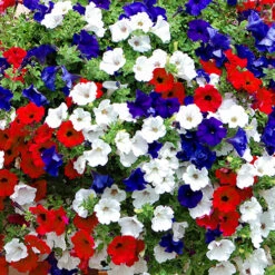 'Patriotic Petunia' Hanging Basket Plug Plants -You Garden 400763 6