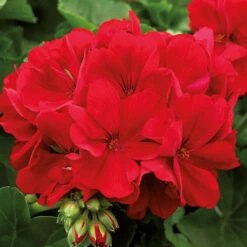 Geranium Summer Lovers -You Garden 400765 2