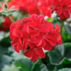 Geranium Summer Lovers -You Garden 400765 3