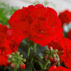 Geranium Summer Lovers -You Garden 400765 4