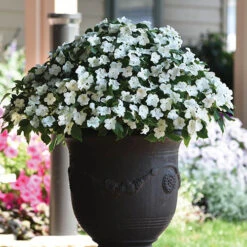 Busy Lizzie 'Beacon' -You Garden 400804 5