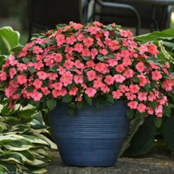 Busy Lizzie 'Beacon' -You Garden 400804 6