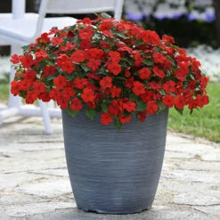 Busy Lizzie 'Beacon' -You Garden 400804 7