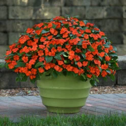 Busy Lizzie 'Beacon' -You Garden 400804 8