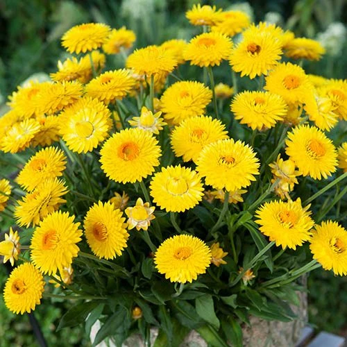 Everlasting Flower Xerochrysum Granvia Gold - Crispy Touch 1 Everlasting Flower Xerochrysum Granvia Gold - Crispy Touch