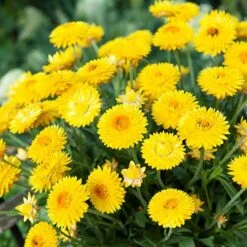 Everlasting Flower Xerochrysum Granvia Gold - Crispy Touch 5 Everlasting Flower Xerochrysum Granvia Gold - Crispy Touch -You Garden 400841 1