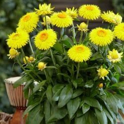 Everlasting Flower Xerochrysum Granvia Gold - Crispy Touch 6 Everlasting Flower Xerochrysum Granvia Gold - Crispy Touch -You Garden 400841 2