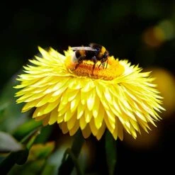 Everlasting Flower Xerochrysum Granvia Gold - Crispy Touch 7 Everlasting Flower Xerochrysum Granvia Gold - Crispy Touch -You Garden 400841 3