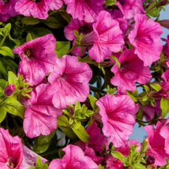 Surfinia Petunia Collection -You Garden 400881 2