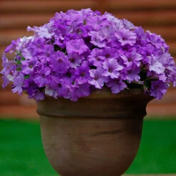 Surfinia Petunia Collection -You Garden 400881 3