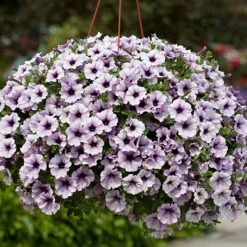 Surfinia Petunia Collection -You Garden 400881 7
