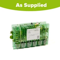 Surfinia Petunia Collection -You Garden 400881 8