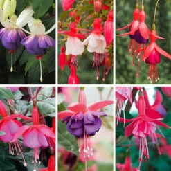 Complete Hardy Fuchsia Collection