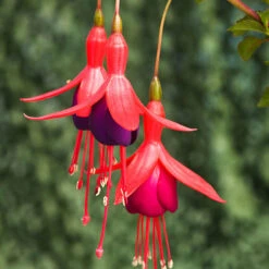Complete Hardy Fuchsia Collection 10 Complete Hardy Fuchsia Collection -You Garden 400947 3