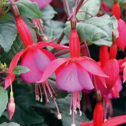 Complete Hardy Fuchsia Collection 11 Complete Hardy Fuchsia Collection -You Garden 400947 4