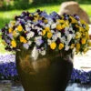 Trailing Hardy Pansy 'Cool Wave' Mix