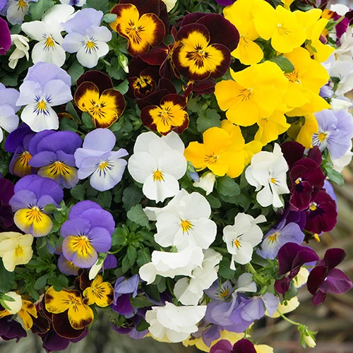 Trailing Hardy Pansy 'Cool Wave' Mix 3 Trailing Hardy Pansy 'Cool Wave' Mix - Image 3