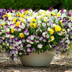 Trailing Hardy Pansy 'Cool Wave' Mix 8 Trailing Hardy Pansy 'Cool Wave' Mix -You Garden 400967 3