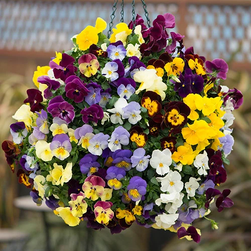 Trailing Hardy Pansy 'Cool Wave' Mix 5 Trailing Hardy Pansy 'Cool Wave' Mix - Image 5