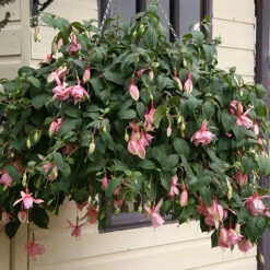 Fuchsia 'Julie Horton' -You Garden 400997 1