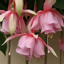 Fuchsia 'Julie Horton' -You Garden 400997 2