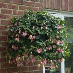 Fuchsia 'Julie Horton' -You Garden 400997 4
