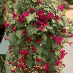 Mixed Lofos Collection 6 Mixed Lofos Collection -You Garden 401010 2