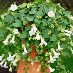 Mixed Lofos Collection 7 Mixed Lofos Collection -You Garden 401010 3