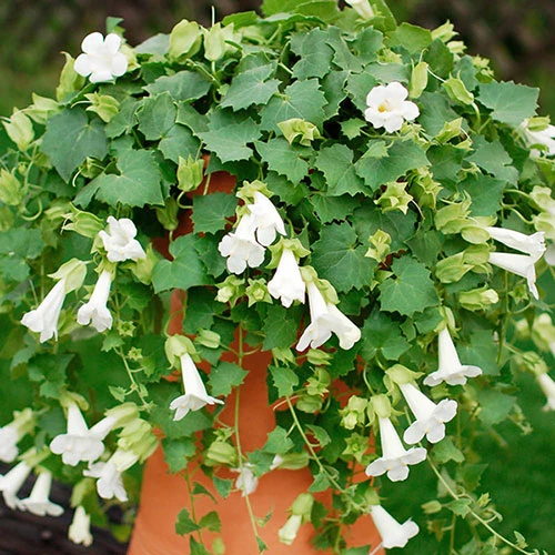 Mixed Lofos Collection 4 Mixed Lofos Collection - Image 4