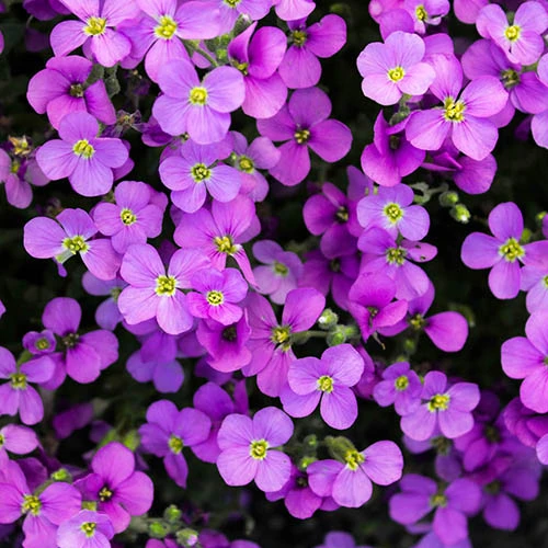 Aubretia Royal Mix 2 Aubretia Royal Mix - Image 2