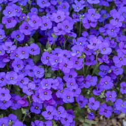 Aubretia Royal Mix 5 Aubretia Royal Mix -You Garden 401147 2