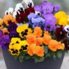 Pansy Colourburst
