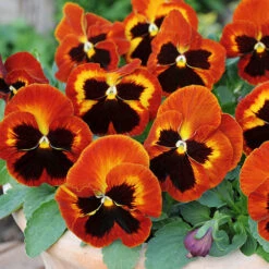 Pansy Solar Flare 5 Pansy Solar Flare -You Garden 401156 2