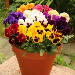 Pansy Grande Fragrance 8 Pansy Grande Fragrance -You Garden 401157 2
