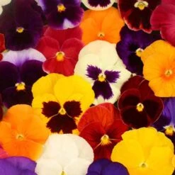 Pansy Grande Fragrance 9 Pansy Grande Fragrance -You Garden 401157 3