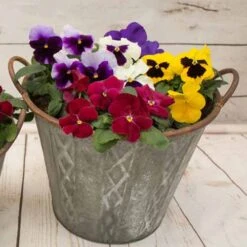 Pansy Grande Fragrance 10 Pansy Grande Fragrance -You Garden 401157 4