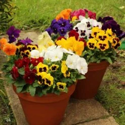 Pansy Grande Fragrance 11 Pansy Grande Fragrance -You Garden 401157 5