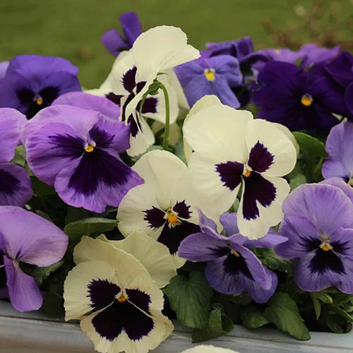 Pansy Oceana 2 Pansy Oceana - Image 2