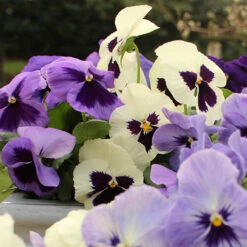 Pansy Oceana 6 Pansy Oceana -You Garden 401158 2