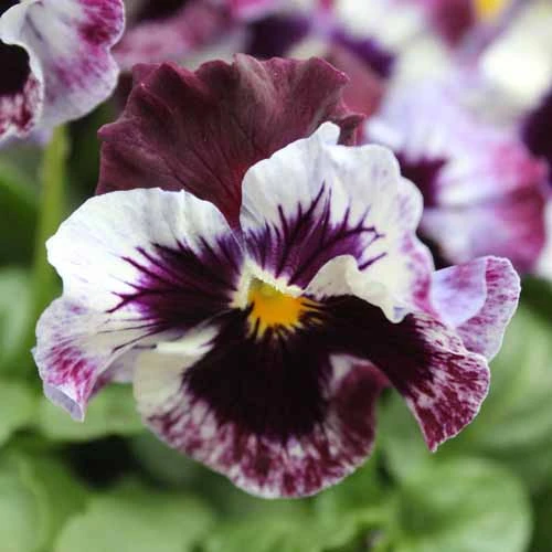 Pansy Can Can 5 Pansy Can Can - Image 5