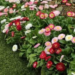 ?Bellis Belle? Bedding Plants 60 Plugs 5 ?Bellis Belle? Bedding Plants 60 Plugs -You Garden 401163 2