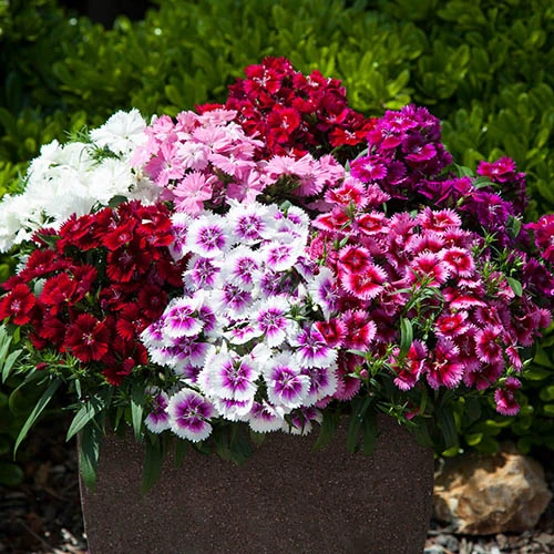 Dianthus Sweet William 'Gem' 1 Dianthus Sweet William 'Gem'