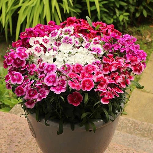 Dianthus Sweet William 'Gem' 2 Dianthus Sweet William 'Gem' - Image 2