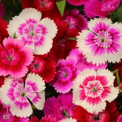 Dianthus Sweet William 'Gem' 6 Dianthus Sweet William 'Gem' -You Garden 401164 2